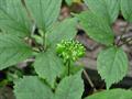 Ginseng